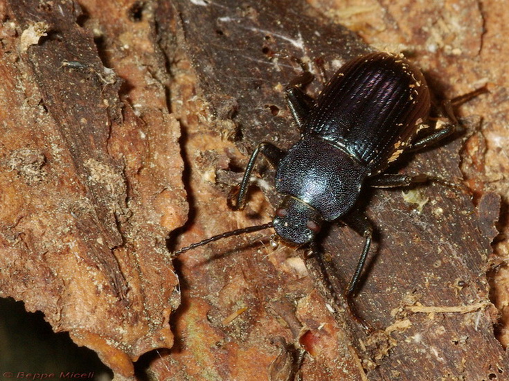 Enoplopus dentipes  e Helops sp.
